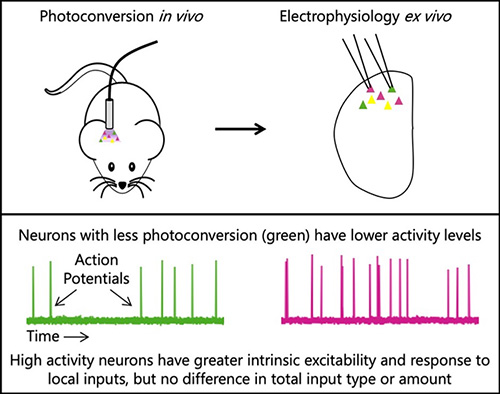 High activity neurons have greater instrinsic excitability and response to local inputs, but no difference in total input type or amount