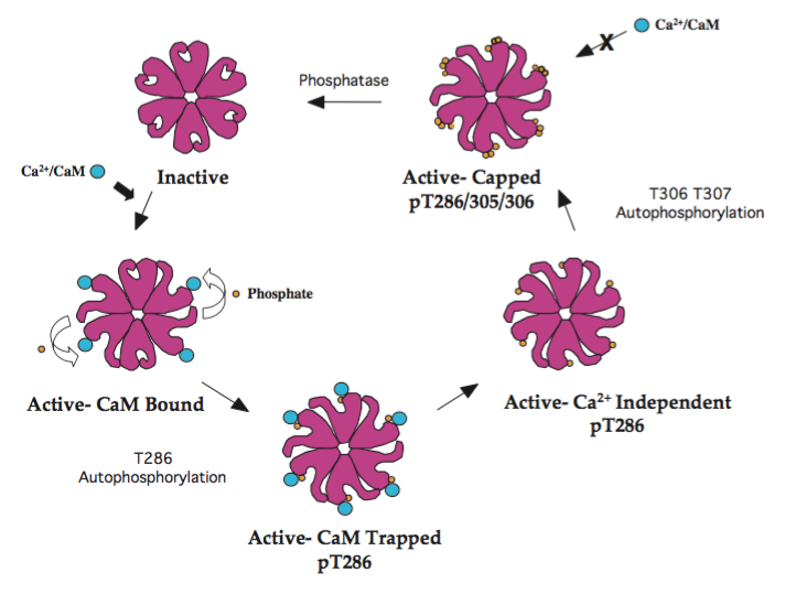 CaMKII phosphorylation and activation