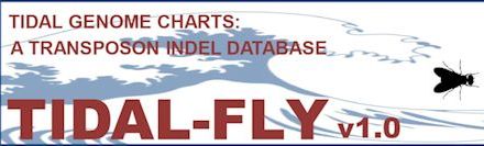 tidal fly banner