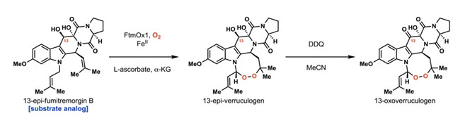 Chemoenzymatic synthesis of 13-oxoverruculogen